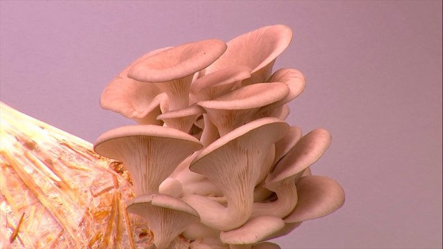 bd-emprendedores-de-la-semana-070721