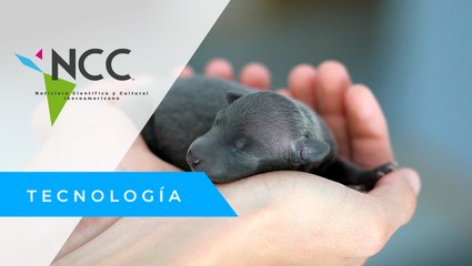 ¿Por qué algunos mamíferos nacen ciegos o sin piel?