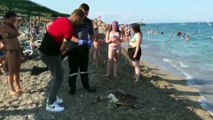 ANTALYA - Plajda ölü caretta caretta bulundu