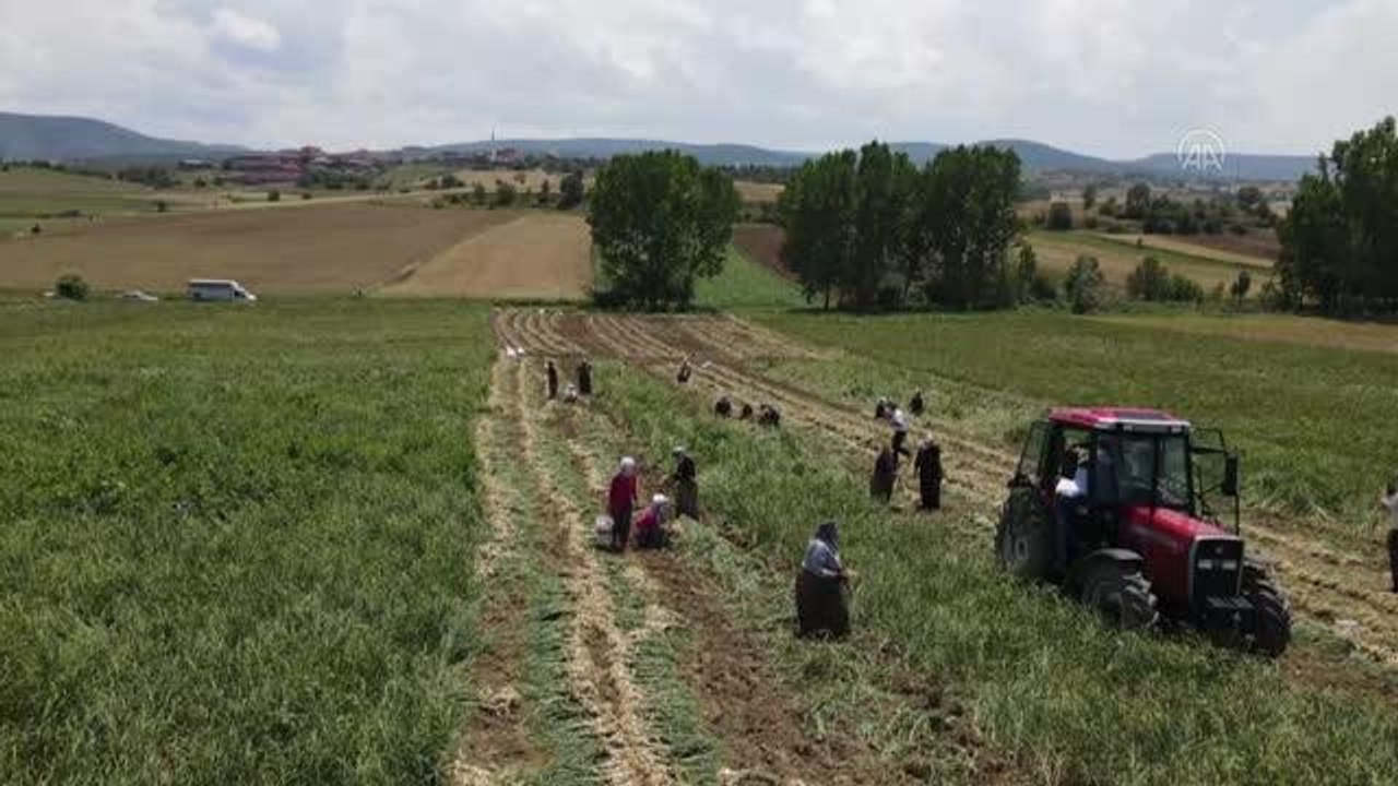 KASTAMONU - Taşköprü sarımsağının hasadına başlandı