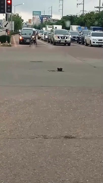 People Help Cat With Stuck Paw