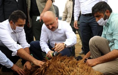 Son dakika... Ağrı Valisi Varol: "157 çiftçimiz 15 bin hayvan alarak ilimize kazandırmış oldu"