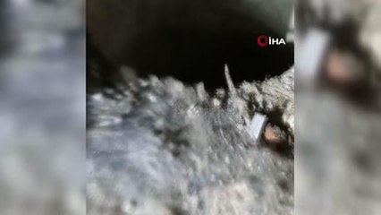 Kediyi ölmekten itfaiye ekipleri kurtardı