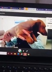 Profesor muestra a sus perros en una clase por Zoom y se hace viral