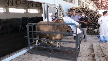 MUŞ - 93 bin kurbanlık batı illerine sevk edilecek