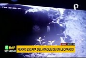 Leopardo ataca a un perro y este escapa milagrosamente