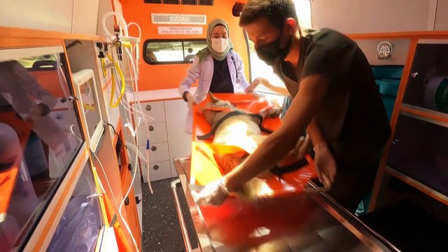 KONYA - Yaralı sokak hayvanları 'Canbulan' ile hayat buluyor