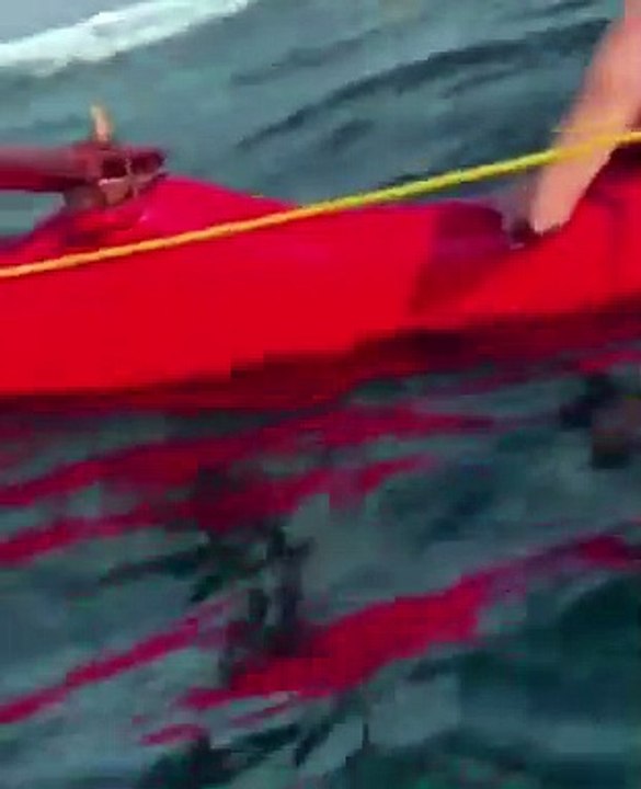 Une baleine saute tout pret d'une touriste... Presque écrasée