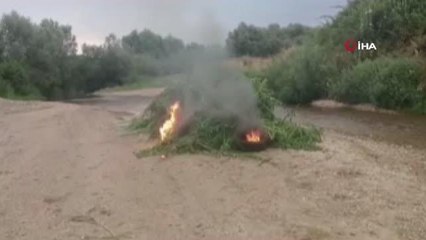 Kırklareli'nde 231 bin kök kenevir imha edildi