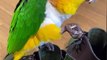 Funny Parrots Videos Compilation Cute Moment Of The Animals - Cutest Parrots #55 - Compilation 2021