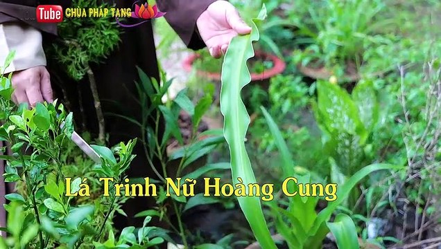 Trị Ung Thư Ngực - Breast Cancer. Rất Hay, Không Thể Bỏ Qua. Thầy Thích Trí Huệ 2020