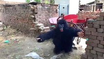 Fake Small Gorilla Vs Dog Prank Scary Funny Doggys Try To Not Laugh Raipuriya Pranker