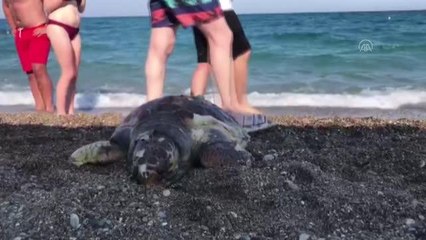 Son dakika haberleri! Plajda ölü caretta caretta bulundu