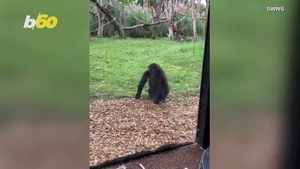 This Young Gorilla is a Natural-born Gymnast!