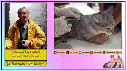 เยื่อบุช่องท้องอักเสบในแมว : FM91 คลินิกสัตว์เลี้ยง : 3 ตุลาคม 2563