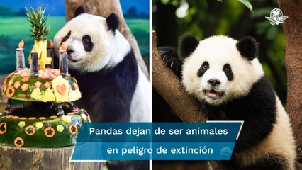 China declara que los osos panda ya no están en peligro de extinción