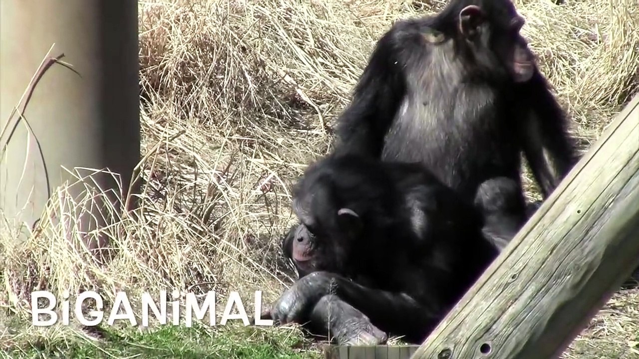 Amazing animal. Mystery of life