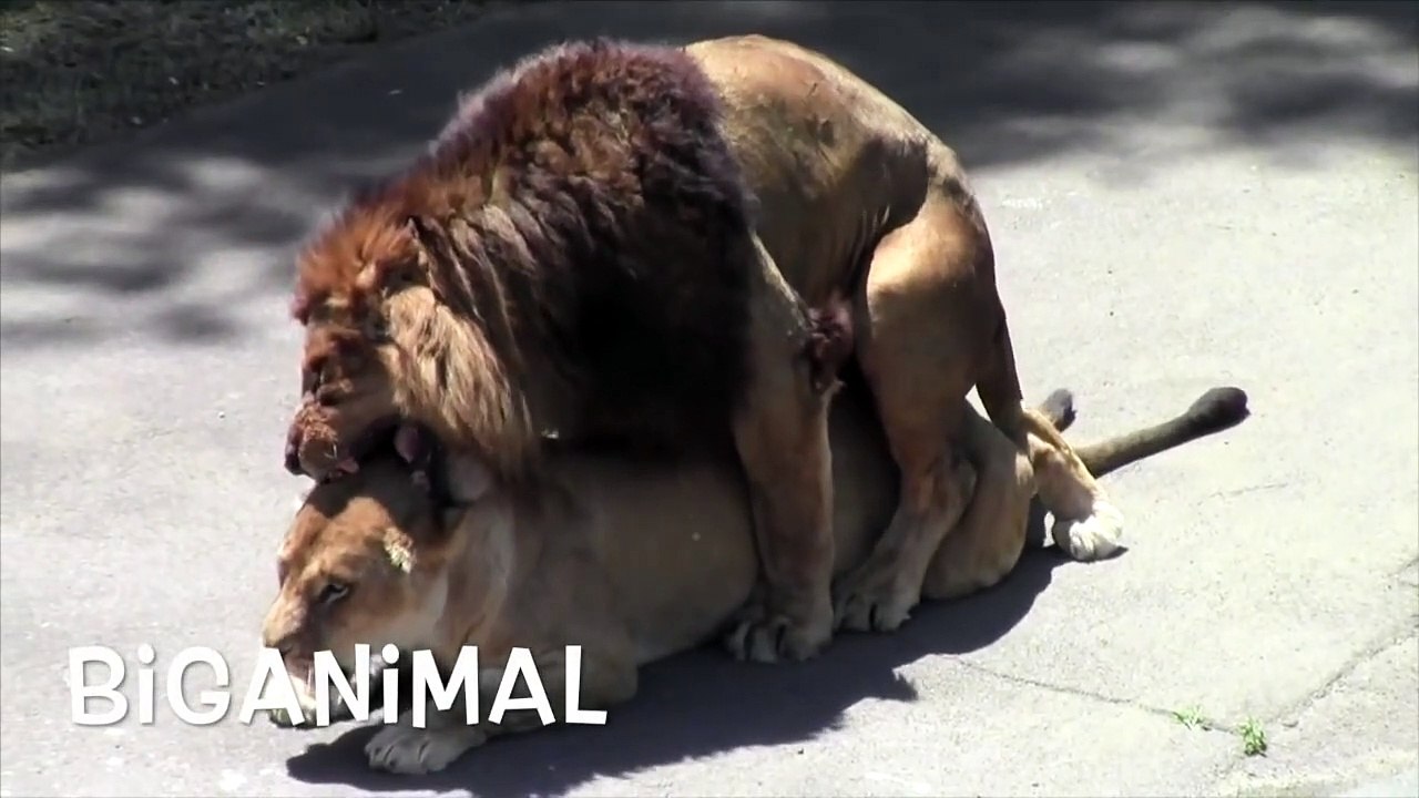 Amazing animal. Mystery of life