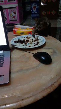 The reaction of the cat stealing the fish