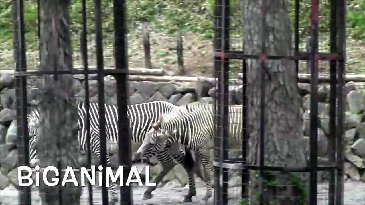 Amazing animal. Mystery of life