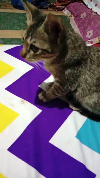 Favorite cat is only a memory