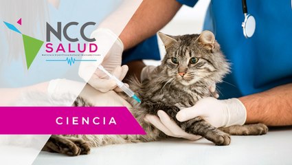 Crean primera vacuna anticovid para mascotas y animales de granja
