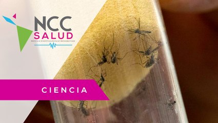 La bacteria Wolbachia se convierte en la esperanza contra el dengue