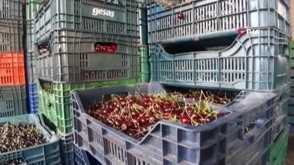 Meyve suyu tesisi ürün toplama merkezinde ortaya çıkan görüntülerin ardından işletme sahibi ve 3 çalışanı gözaltına alındı