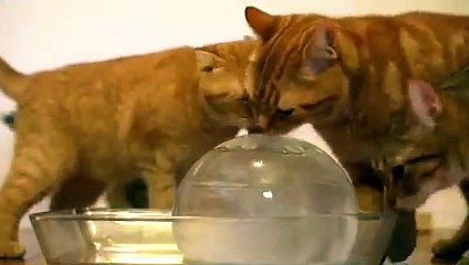 Kedilerin muhteşem keyfi