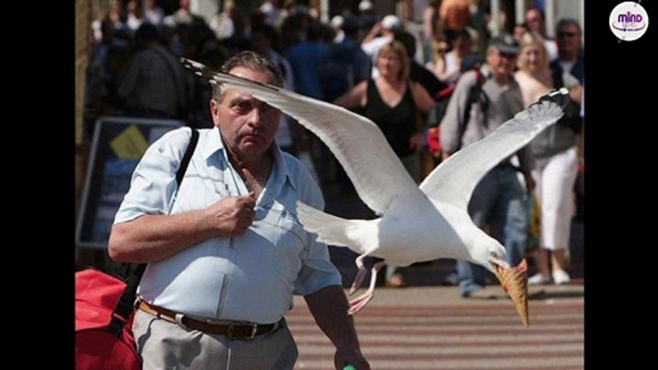 Perfectly Timed Photos | taken at the very right moment | Part 1 | mindlevel360