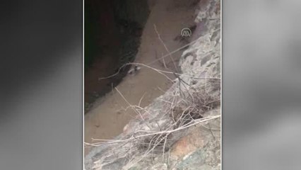 Muğla'da kuyuda düşen kedi yavrusu kurtarıldı