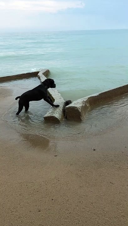 Beach Doggy Bites at Waves
