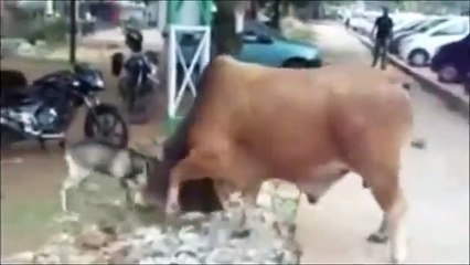 Boğaya kafa tutan çılgın keçi güldürdü