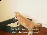 Tavşana annelik yapan kedi
