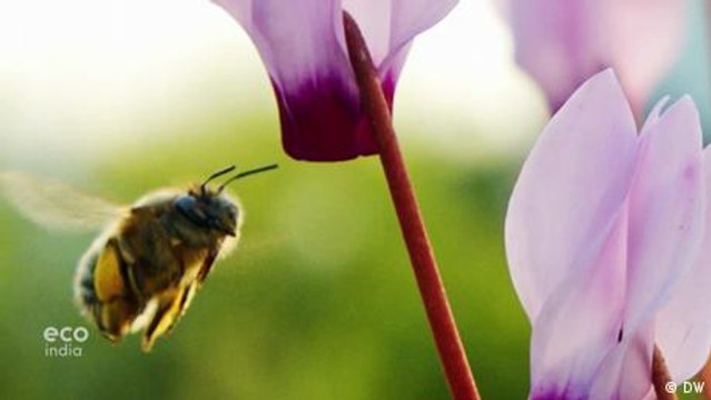 Saving the right bees