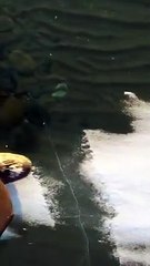 Buz tabakası üzerinde yürümek