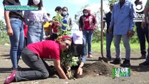 Más de 7 mil árboles serán plantados en toda Managua