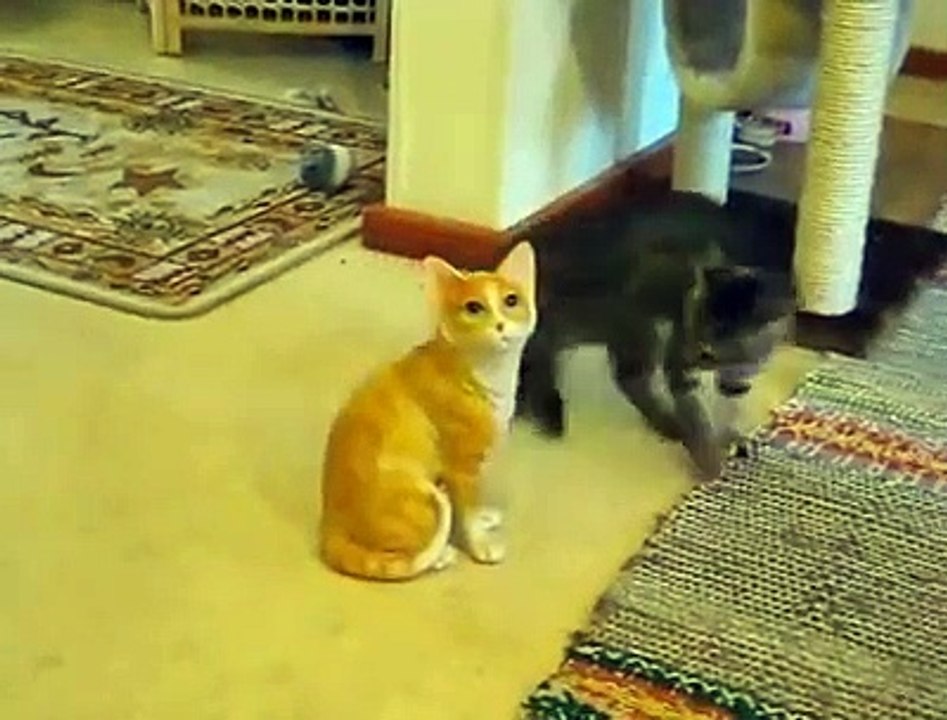 Bibloyla kavga eden kedi