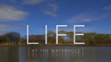 Life at the Waterhole  Part 1 • 2021 • Episode "S1E1" HD