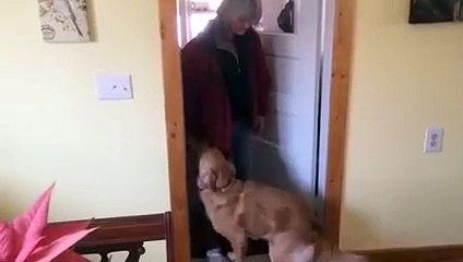 Sahibi tarafından öpülmek istenince...