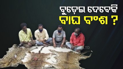 Seven Arrested With Seizure Of Nine Tiger Skins In Two Days In Kalahandi