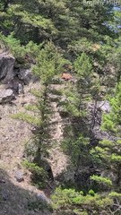 Hungry Bear Sends Rocks Tumbling Down Mountain