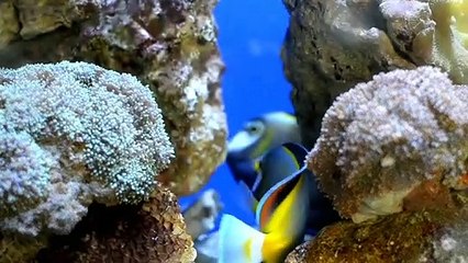 Close-Up-Film of-Blue-Tang-Fish-Submerged