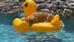 Dog Sits on Inflatable Duck Float in the Swimming Pool