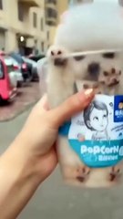 Cute pomeranian dogs