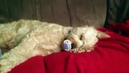 Kendini bebek sanan köpek
