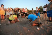 Caretta caretta yavruları denizle buluşmaya başladı