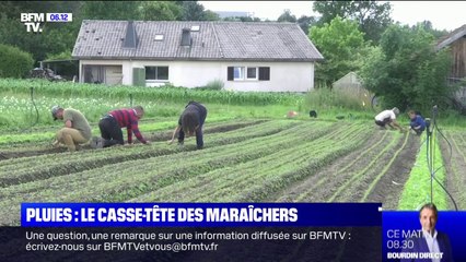 Comment les maraîchers s'adaptent-ils avec la pluie incessante ?