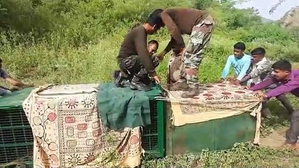 पैंथर पकड़ा, दांत टूटा मिला