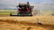 Amasya'da bereketli hasat: Leylekler buğday avında